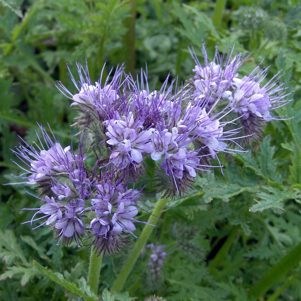 Фацелия 0,5 кг