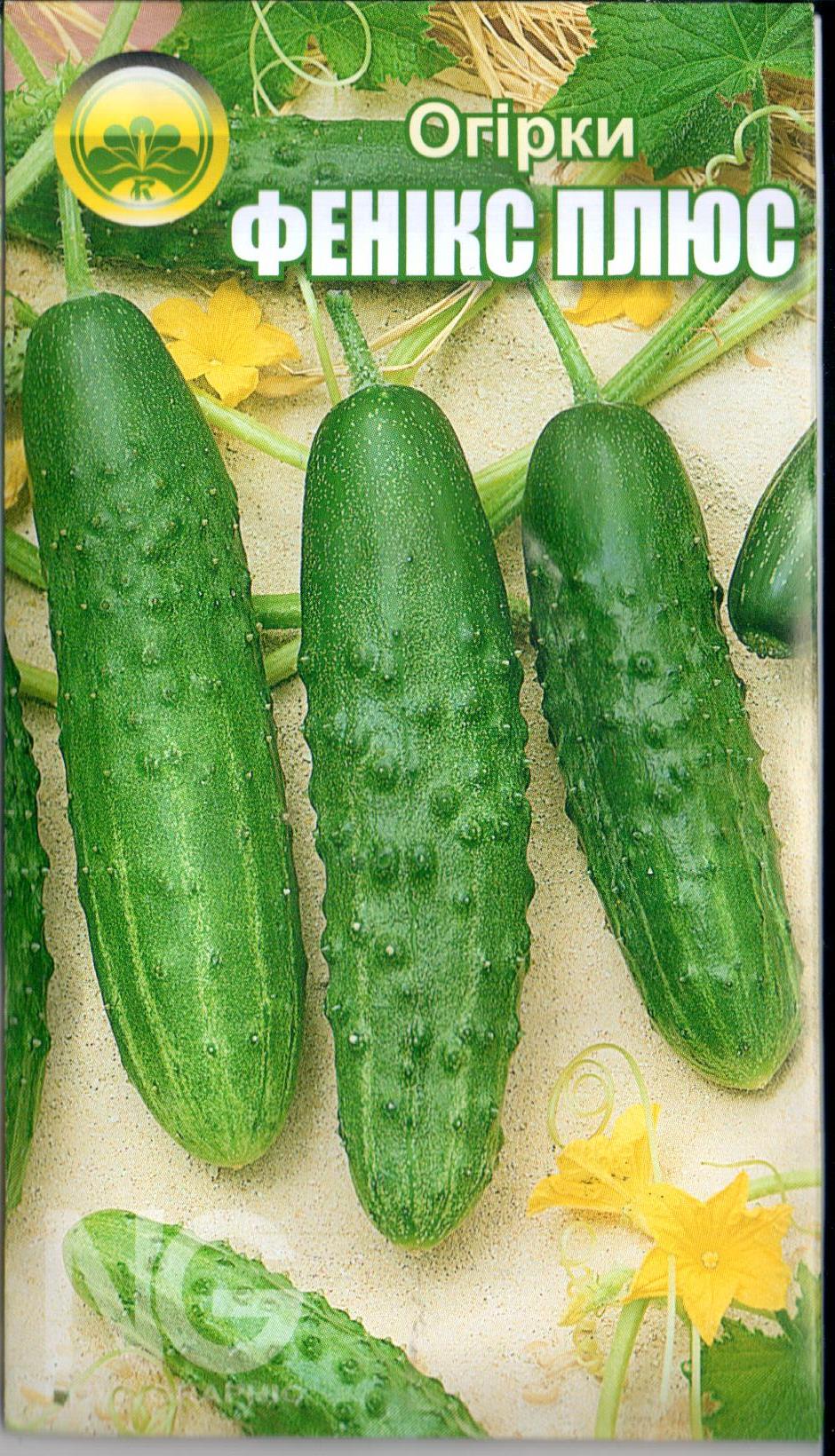 Огірок "Фенікс плюс"