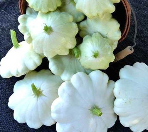 Патиссон Белый заварной крем