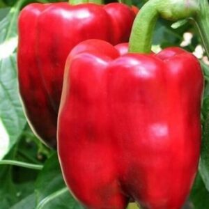 Велика ведмедиця 30шт