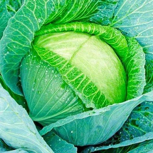 Капуста пізня ЛАНГЕДЕЙКЕР