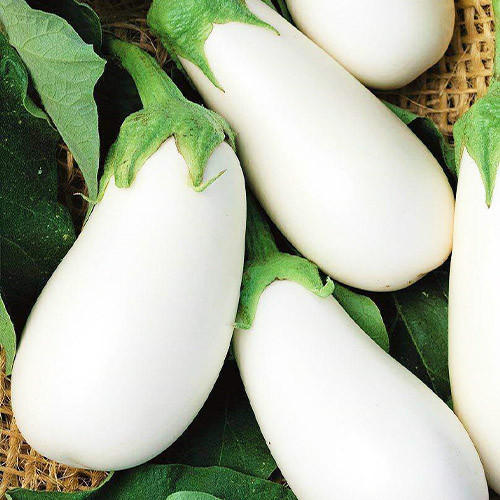 Баклажан  Белый  Каспер