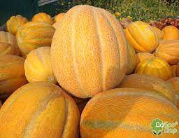 Дыня "Эфиопка"