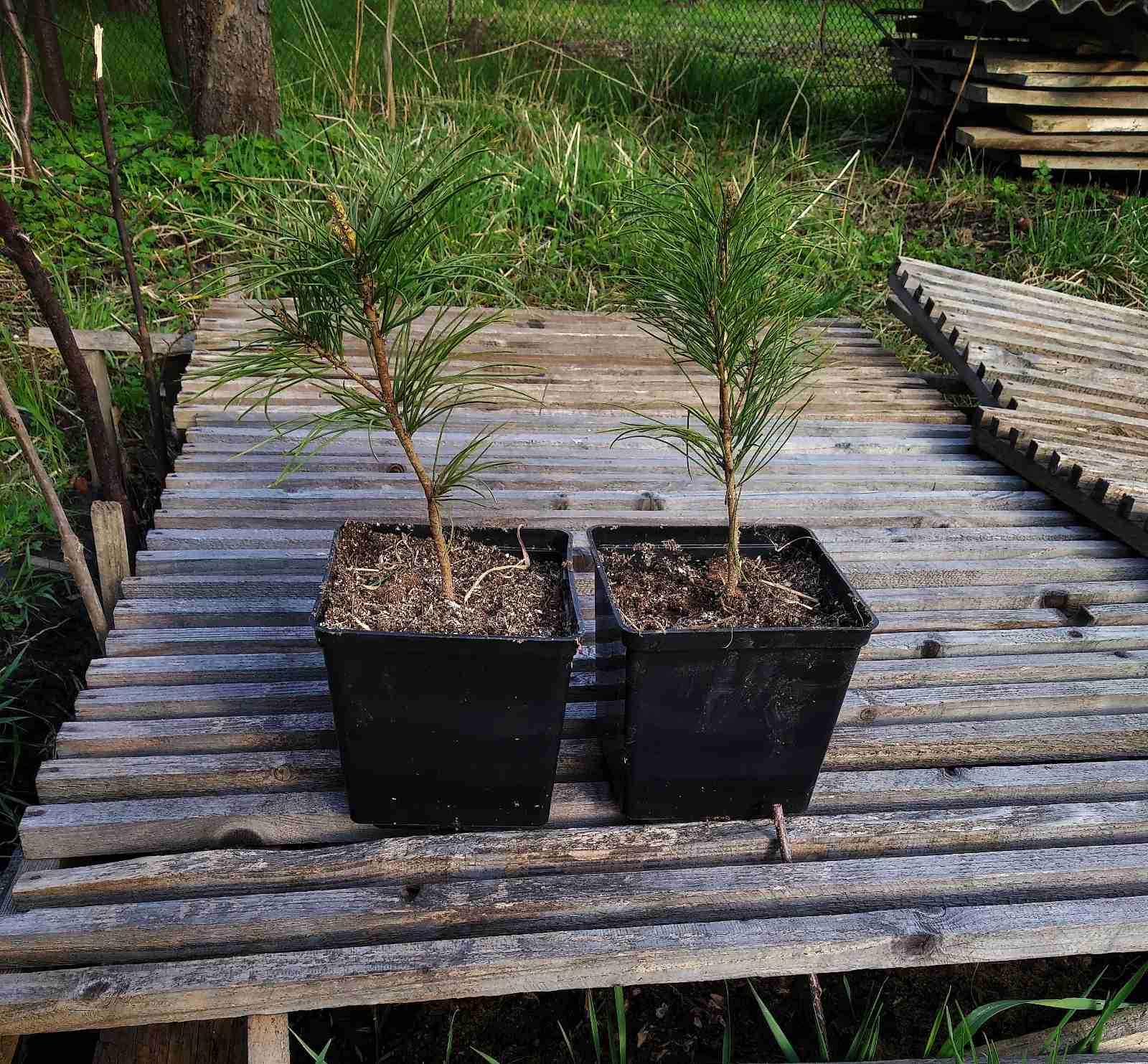 Кедр Корейский 3-4 годичный 