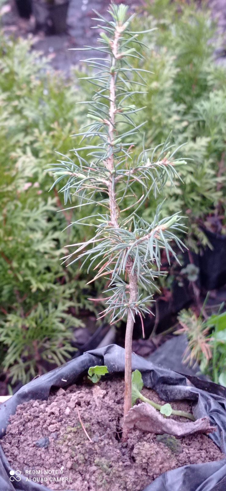 Кедр Ливанский 3х годичный