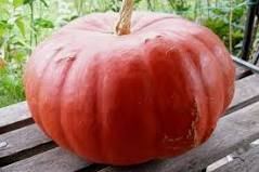 Тыква Парижская красная